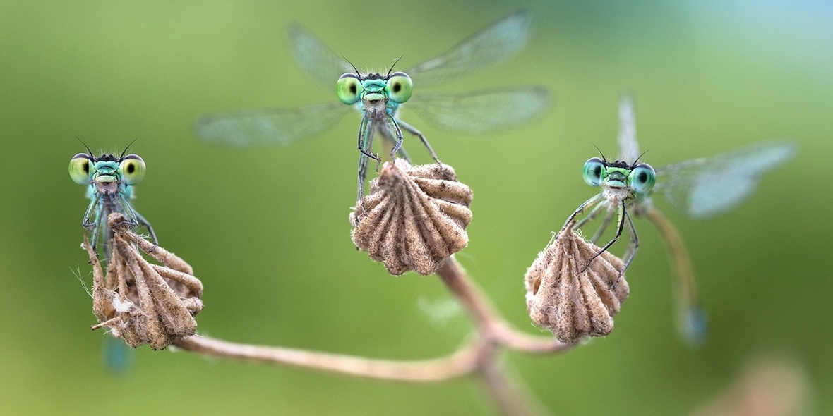 Wanderausstellung „Facettenreiche Insekten“ startet Ende März