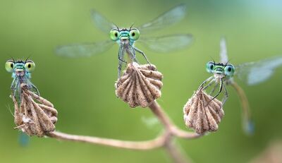 Wanderausstellung „Facettenreiche Insekten“ startet Ende März