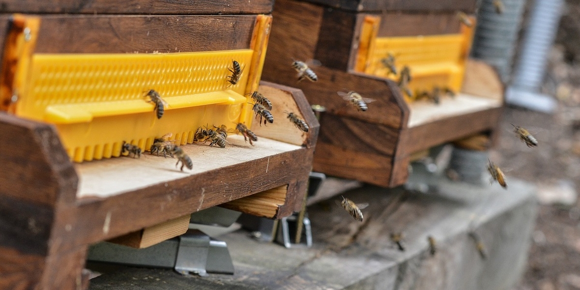 Neue Pflanzenschutzmittel greifen Darmflora von Bienen an