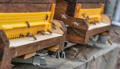Neue Pflanzenschutzmittel greifen Darmflora von Bienen an