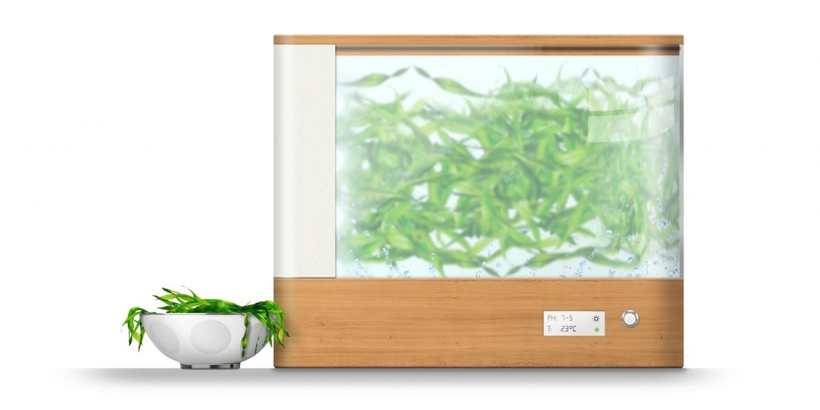 Nachhaltiger Algen-Anbau für zu Hause