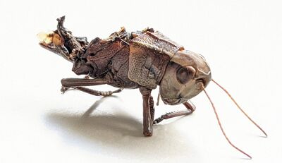 Biologen bestätigen Potenzial von insektenfreundlicher Mähtechnik