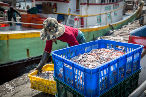 Ein Arbeiter verlädt Fänge in einem Hafen in Taiwan. Die maßlose Plünderung des Ozeans hat nicht nur schwerwiegende Folgen für die marinen Ökosysteme, sondern geht auch häufig mit Menschenrechtsverletzungen einher.
