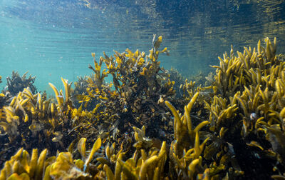 Die Züchtung von Blasentang, ein Bestandteil der Flora der Unterwasserwelt, kann eine mögliche Maßnahme sein, um auf natürlichem Wege Nährstoffe aus der Ostsee zu binden.
