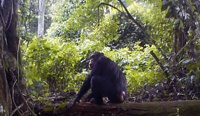 Größte Erbguterfassung wildlebender Schimpansen