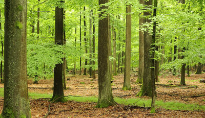 Geld für Öko-Leistungen des Waldes