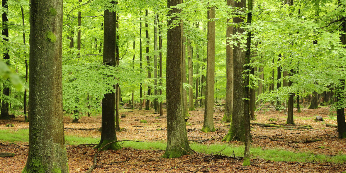 Geld für Öko-Leistungen des Waldes