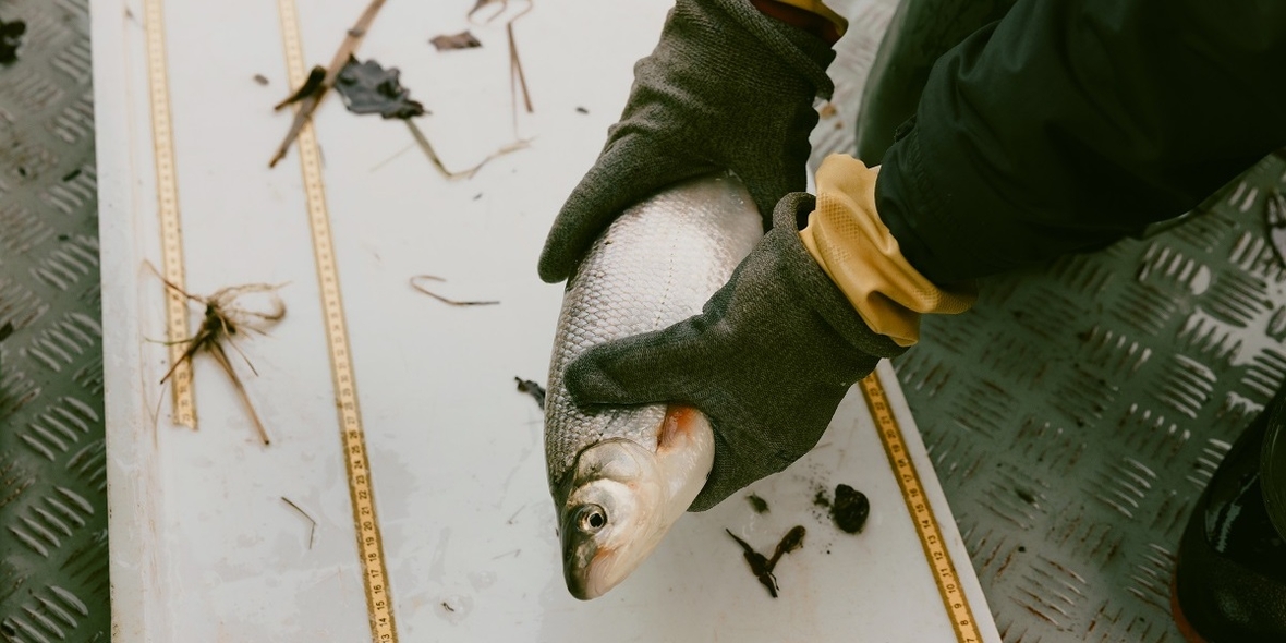 Oder: Hoffnungsschimmer für die Fischfauna trotz Umweltkatastrophe?