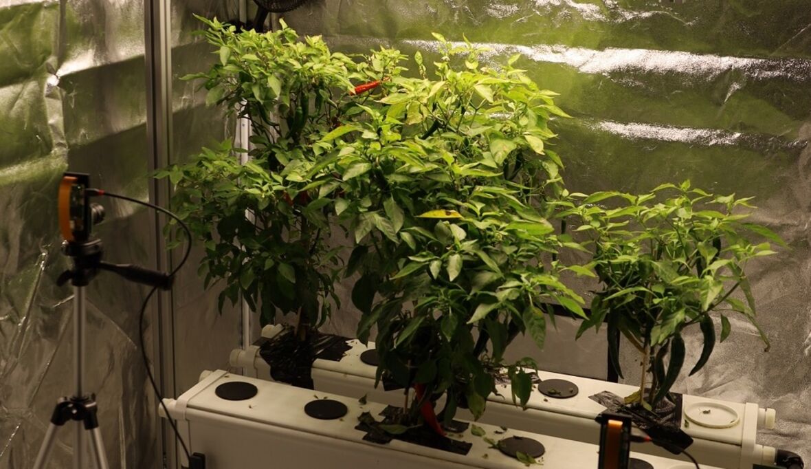 KI-Beleuchtungssystem für effizientes Vertical Indoor-Farming