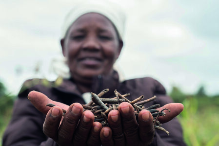 Start-up Pula kombiniert Mikroversicherungen mit Beratung und Krediten für Kleinbauern