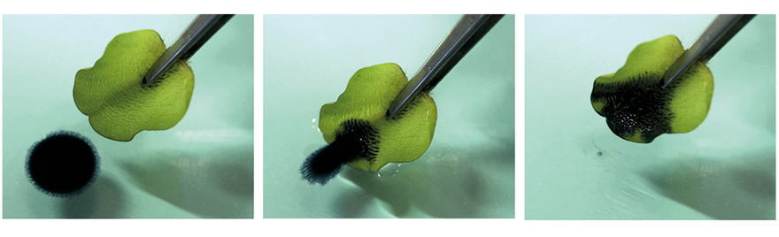 Abbildung 1: Sekundenschnelle Adsorption eines Tropfens Altöls durch ein Blatt des Schwimmfarns Salvinia molesta