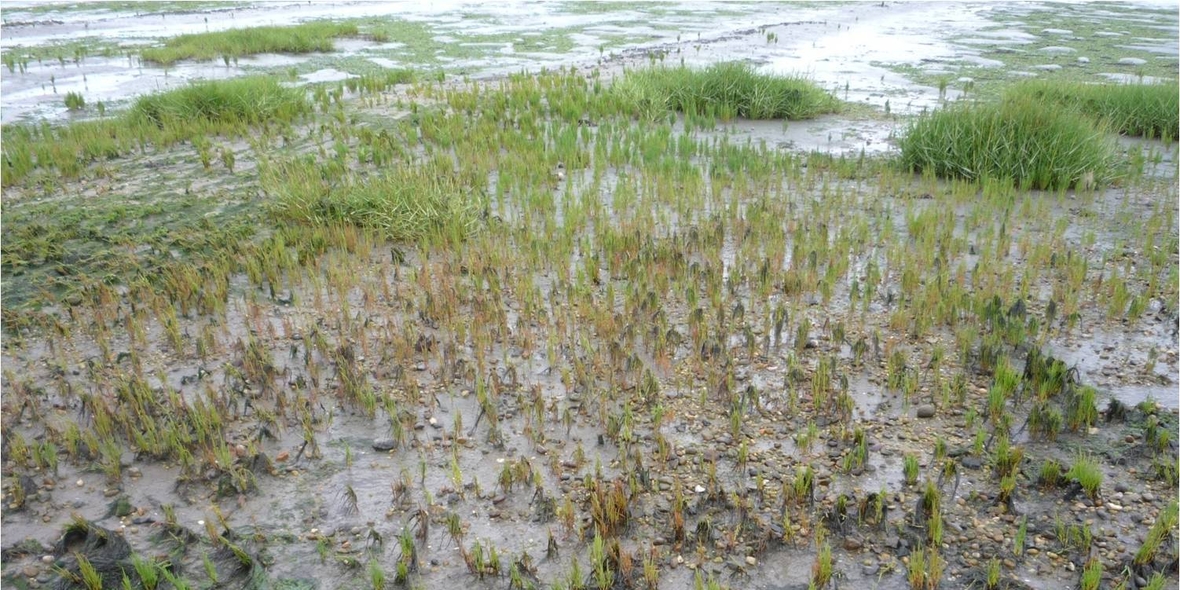 Mit salztoleranten Pflanzen gegen die Folgen des Klimawandels