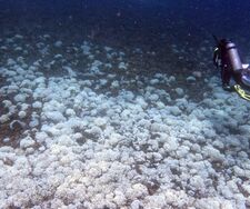 Zustand der Korallenriffe im Pazifik verschlechtert sich weiter