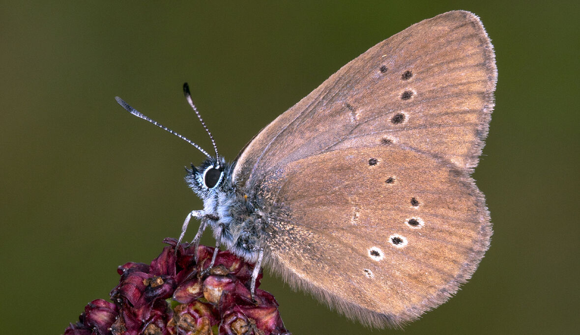 Schmetterling des Jahres 2026: Der Dunkle Wiesenknopf-Ameisenbläuling