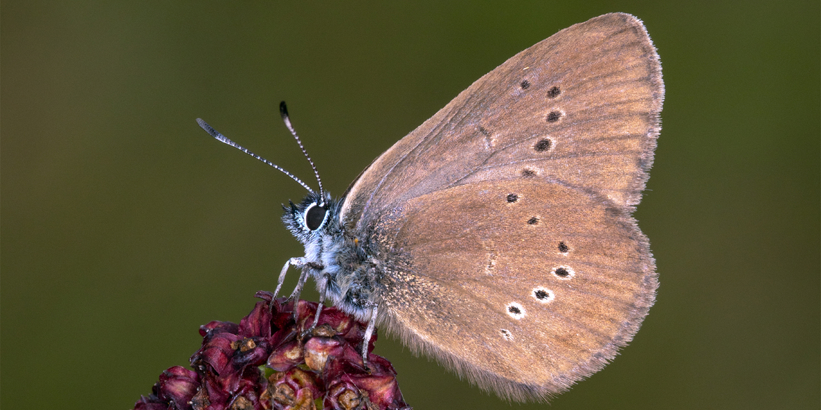 Schmetterling des Jahres 2026: Der Dunkle Wiesenknopf-Ameisenbläuling