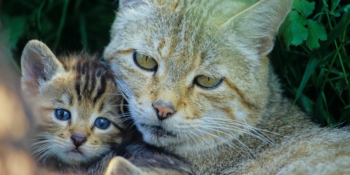 BUND: Europäische Wildkatzen bei forstlichen Arbeiten besser schützen