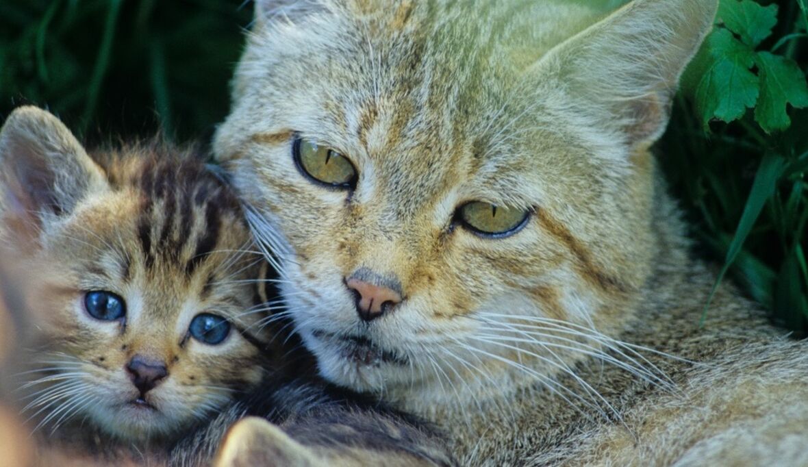 BUND: Europäische Wildkatzen bei forstlichen Arbeiten besser schützen