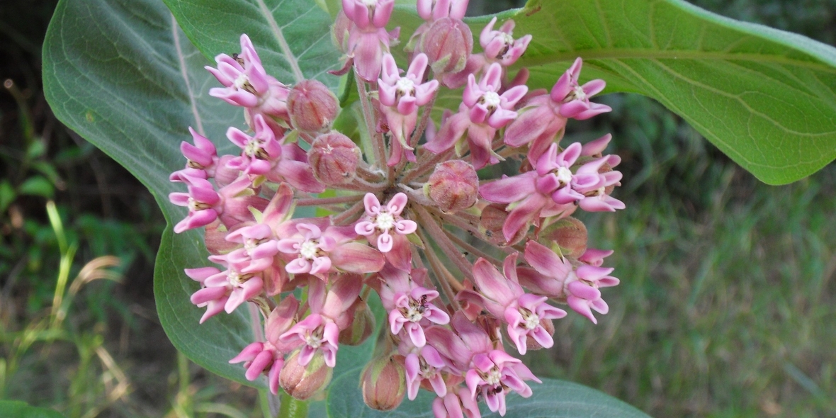 Hotspots von Pflanzeninvasion verlagern sich von subtropischen auf gemäßigte Regionen