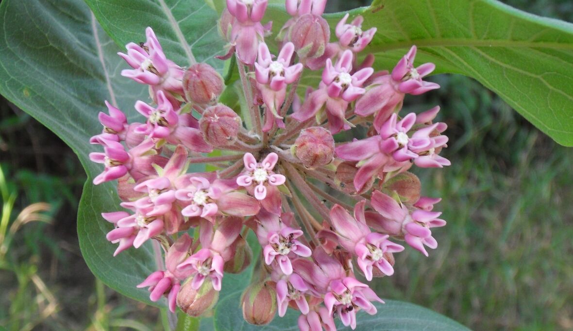 Hotspots von Pflanzeninvasion verlagern sich von subtropischen auf gemäßigte Regionen