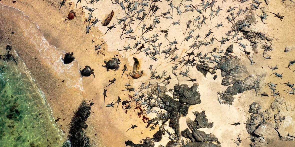 Mit Drohne und Maus: Bürger retten Galápagos-Meerechsen