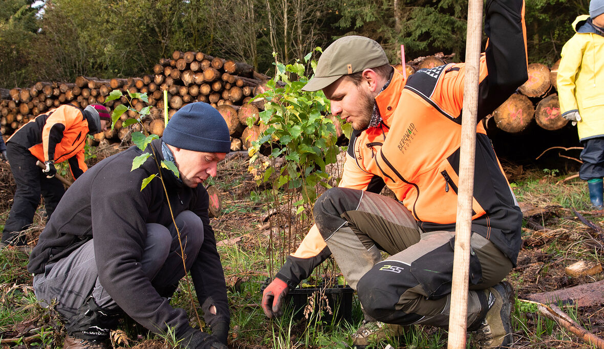 35 Jahre Bergwaldprojekt: Jubiläumspflanzung im Harz