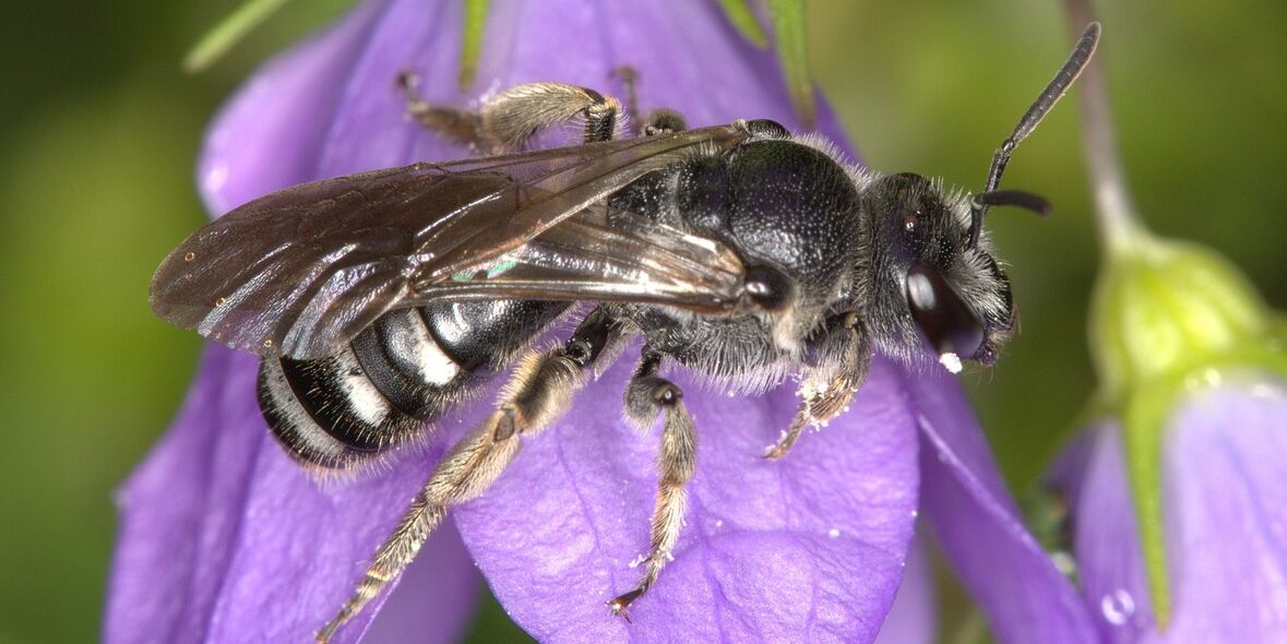 Ziemlich wählerisch: Glockenblumen-Schmalbiene ist die Wildbiene des Jahres 2026