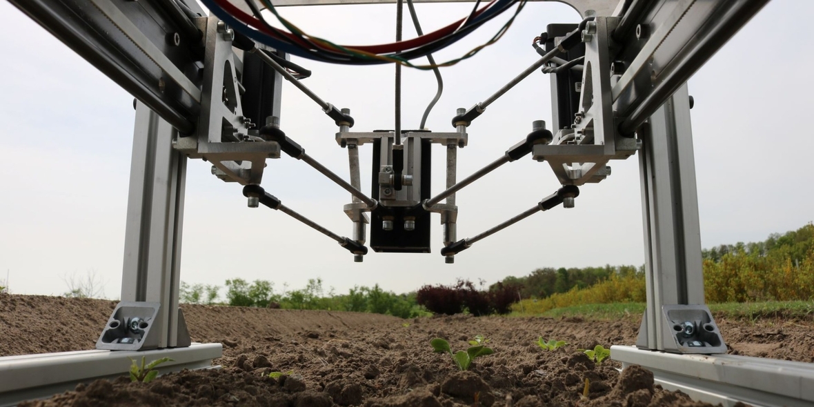 Laser statt Hacke: KI-Roboter macht dem Unkraut im Gemüsebau den Garaus
