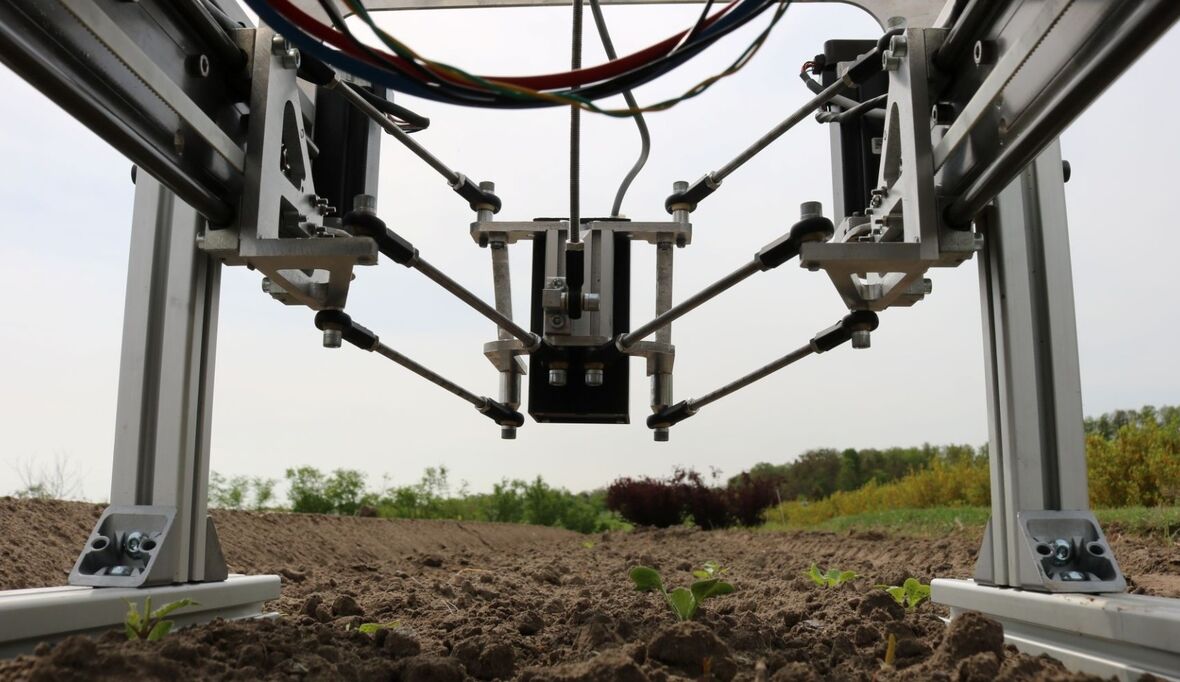 Laser statt Hacke: KI-Roboter macht dem Unkraut im Gemüsebau den Garaus
