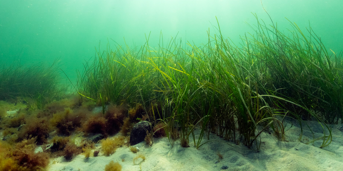 Mehr Seegras in der Ostsee dank KI