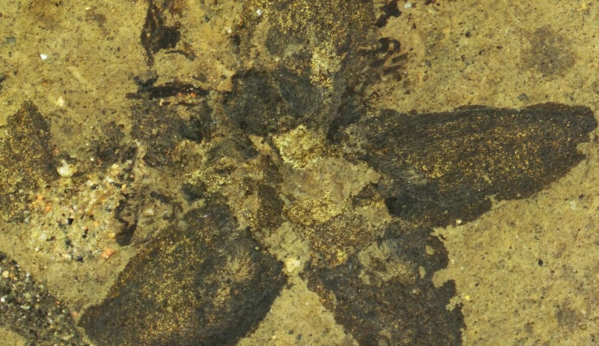 Hummeln bestäuben Lindenblüten seit 24 Millionen Jahren