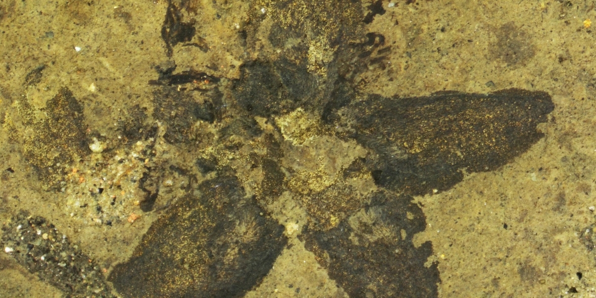 Hummeln bestäuben Lindenblüten seit 24 Millionen Jahren