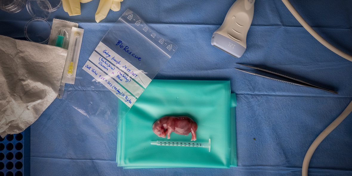 „Ein Bild, das Hoffnung trägt“ – Spanischer Fotograf gewinnt Wildlife Photographer of the Year 2025