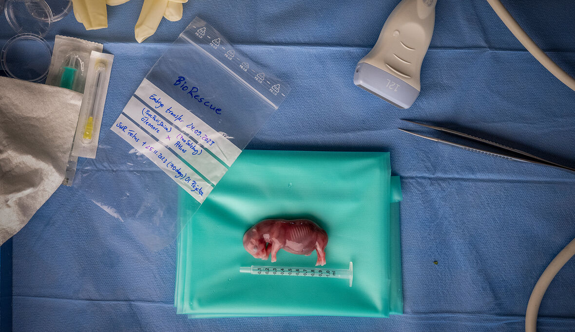 „Ein Bild, das Hoffnung trägt“ – Spanischer Fotograf gewinnt Wildlife Photographer of the Year 2025