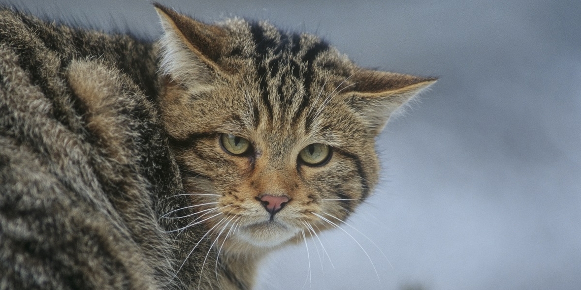 Europäische Wildkatze: Schutzaktion zum Weltkatzentag gestartet