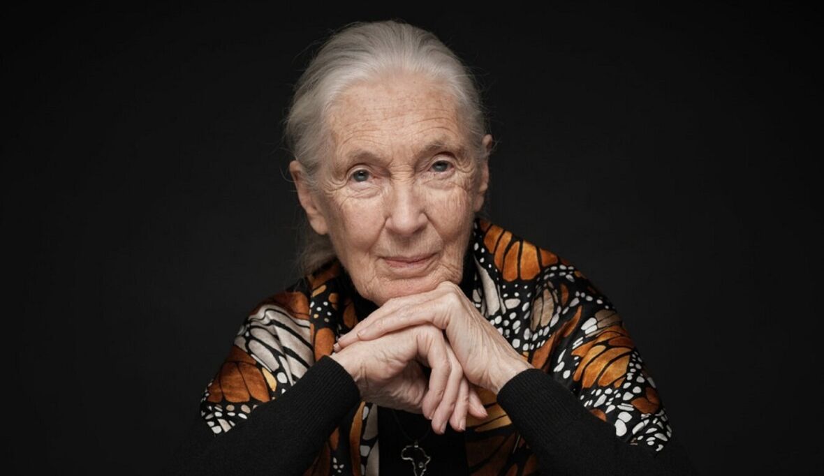 Jane Goodalls Vermächtnis für eine nachhaltige Zukunft