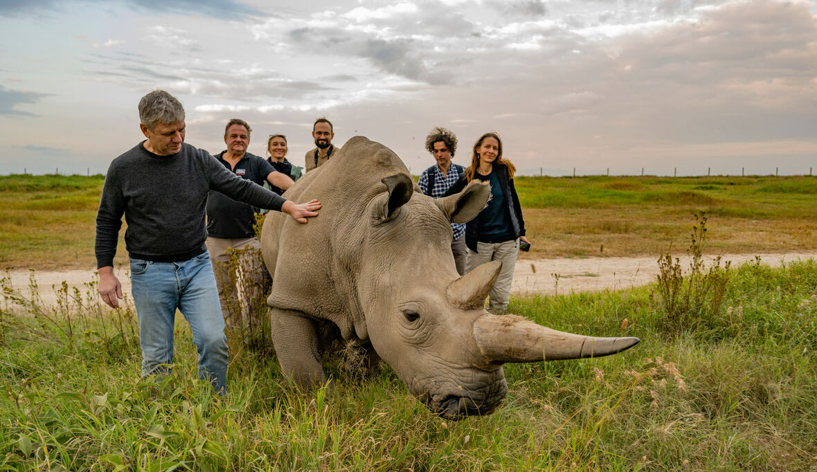Neue Hoffnung für das Nördliche Breitmaulnashorn