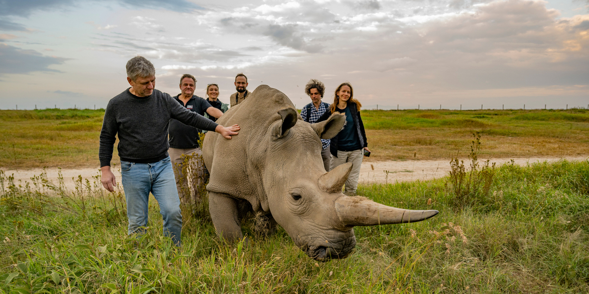 Neue Hoffnung für das Nördliche Breitmaulnashorn