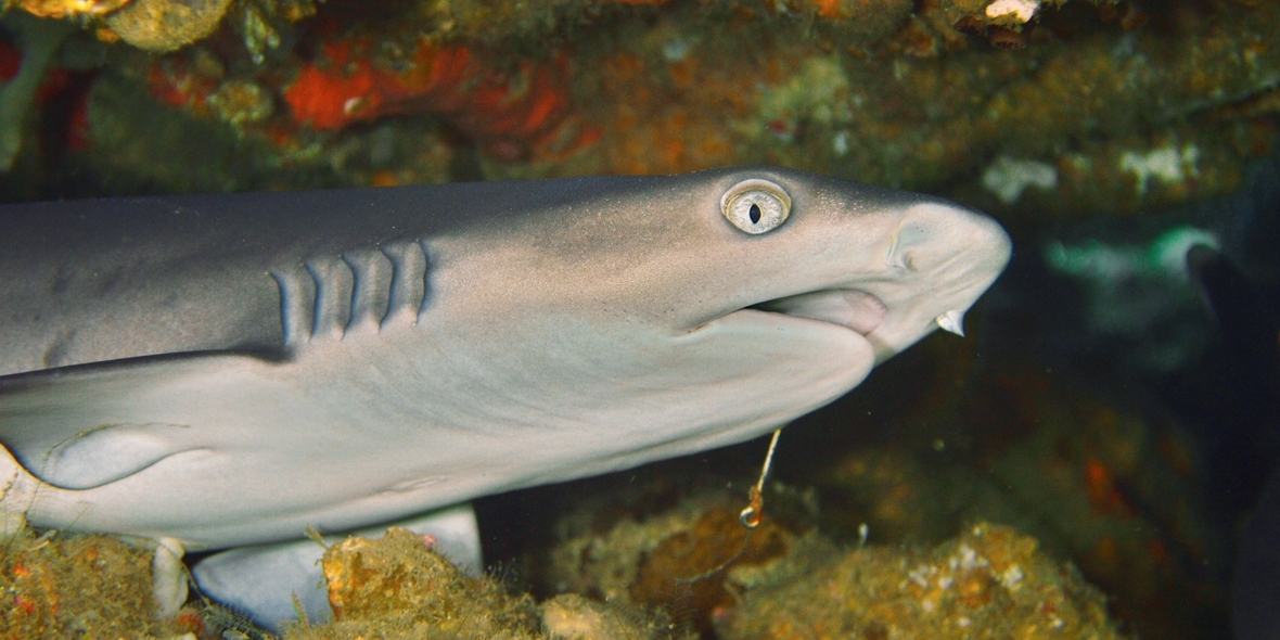 Bisherige Annahmen widerlegt: Artenrückgang statt Artenzunahme bei Haien und Rochen