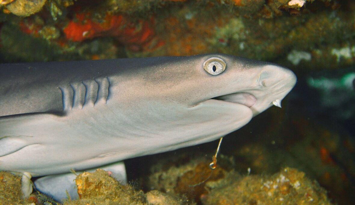 Bisherige Annahmen widerlegt: Artenrückgang statt Artenzunahme bei Haien und Rochen