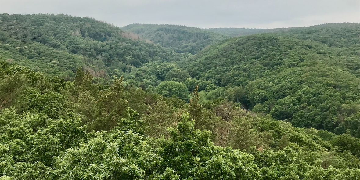 Regionale Waldstrategien als Ausweg aus EUDR-Bürokratie?