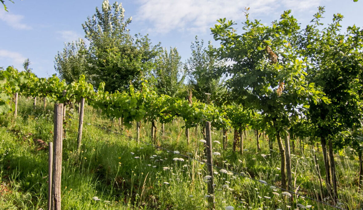 Agroforst im Weinbau: Bäume stärken Reben – bei gleicher Weinqualität