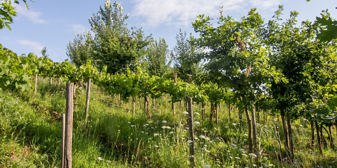 Agroforst im Weinbau: Bäume stärken Reben – bei gleicher Weinqualität
