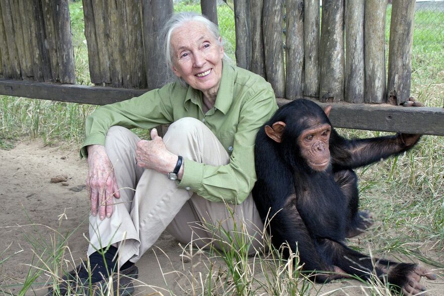 Jane Goodall mit Motambo, einem verwaisten Schimpansen im JGI Tchimpounga Schimpansen-Rehabilitationszentrum.