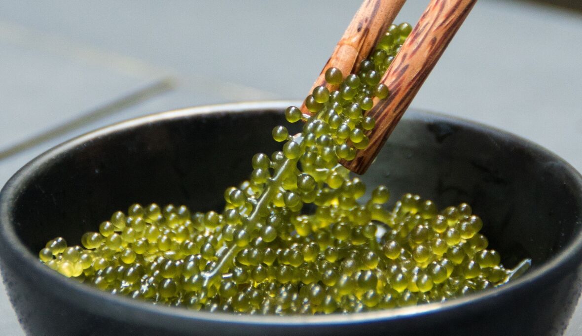 Meer auf dem Teller: Fünf essbare Makroalgen im Vergleich