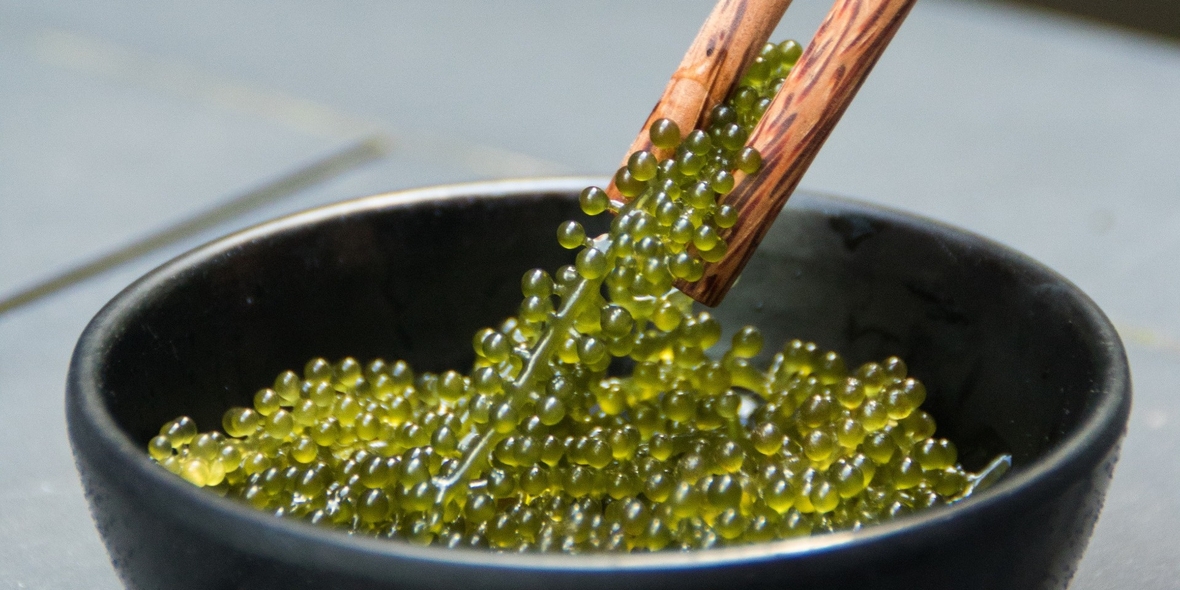 Meer auf dem Teller: Fünf essbare Makroalgen im Vergleich