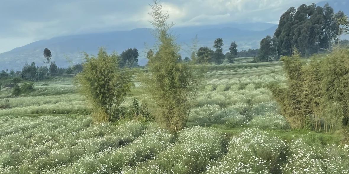 Nachhaltige Pestizide für die Landwirtschaft