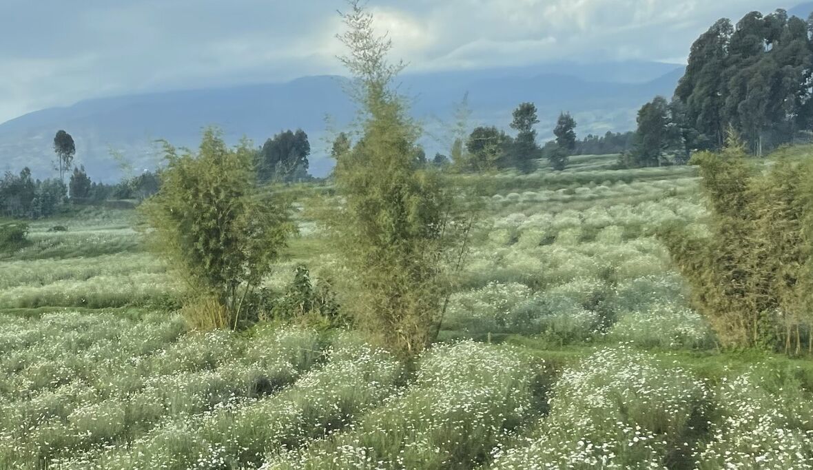 Nachhaltige Pestizide für die Landwirtschaft