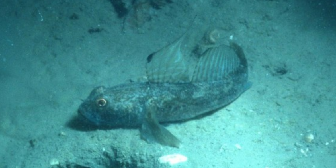 Verborgene Lebensgeschichten in Fischohren