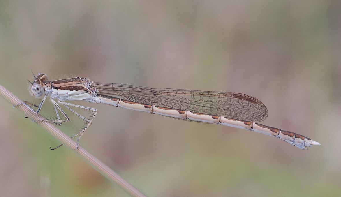 Libelle des Jahres 2026: Gemeine Winterlibelle