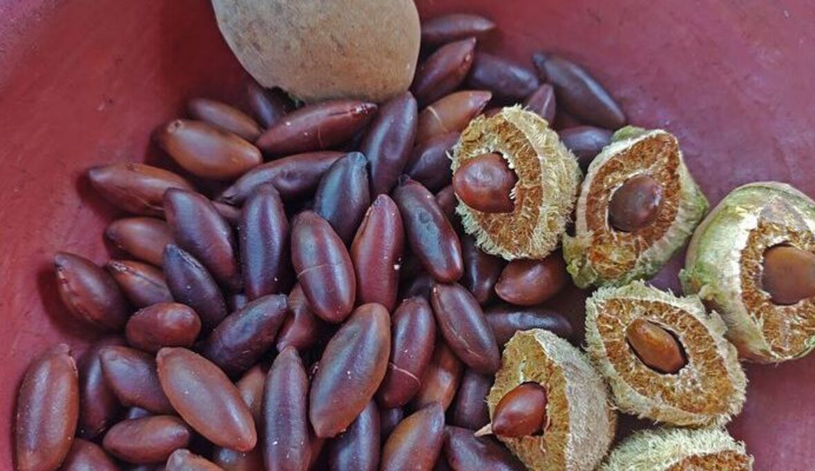 Schon mal von der Barunuss gehört?